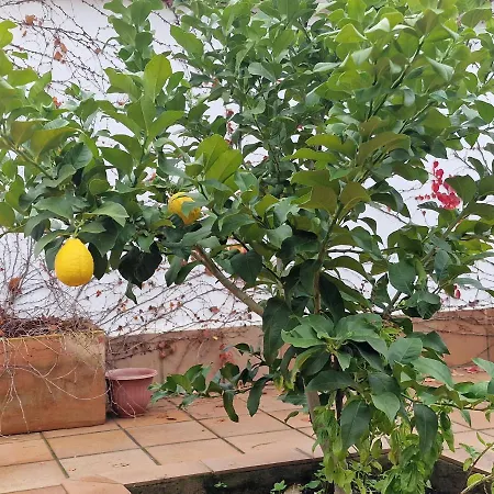Appartamento La Casa Del Patio Zafra Esterno foto